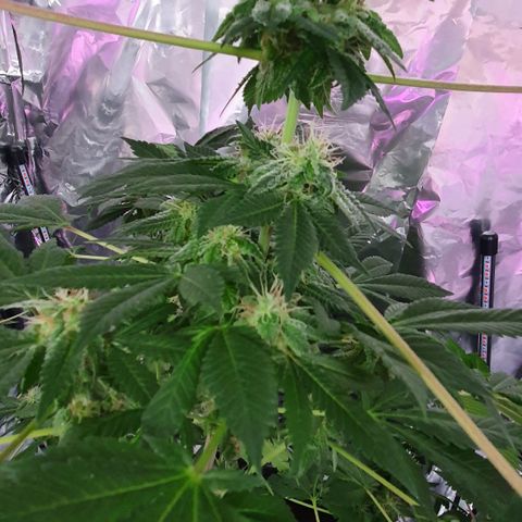 Auto White Widow growlog timeline photo