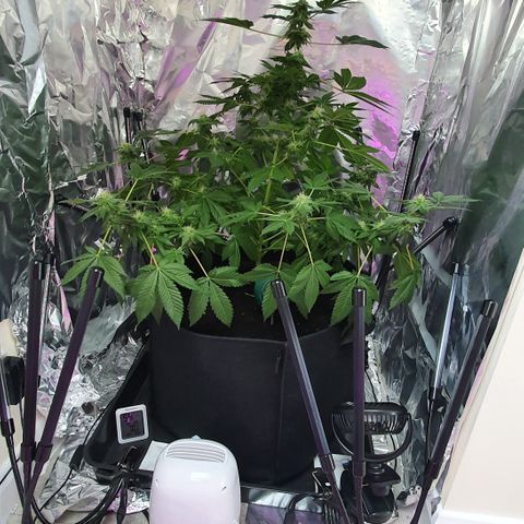 Auto White Widow growlog timeline photo