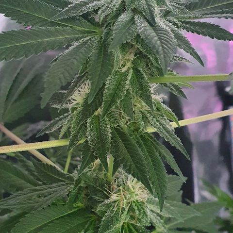 Auto White Widow growlog timeline photo