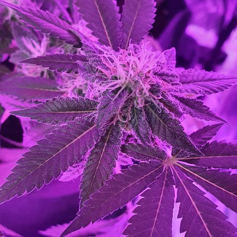 Auto White Widow growlog timeline photo