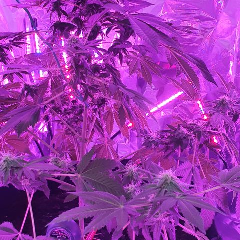 Auto White Widow growlog timeline photo