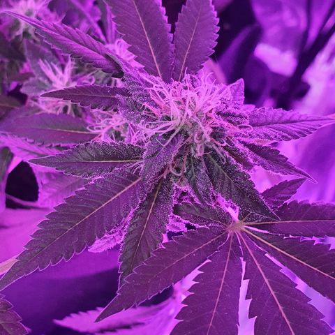 Auto White Widow growlog timeline photo