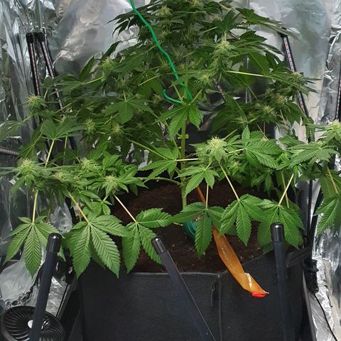 Auto White Widow growlog timeline photo