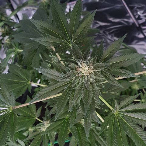 Auto White Widow growlog timeline photo