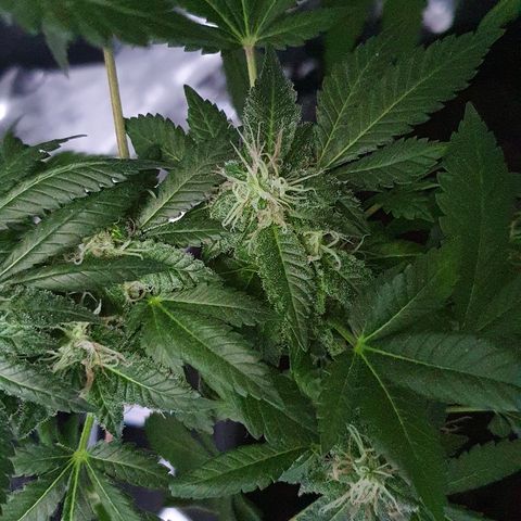 Auto White Widow growlog timeline photo