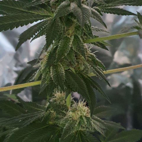 Auto White Widow growlog timeline photo