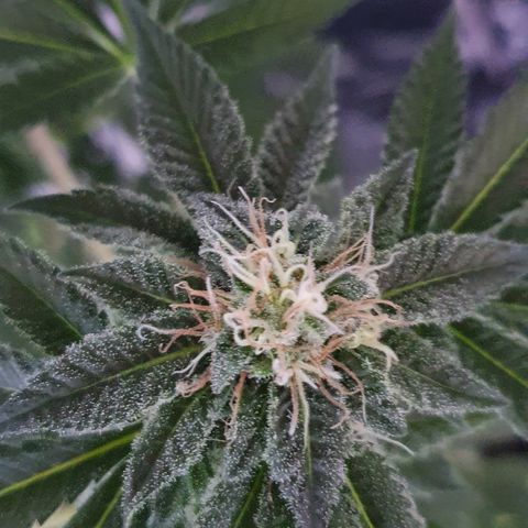 Auto White Widow growlog timeline photo