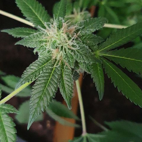 Auto White Widow growlog timeline photo