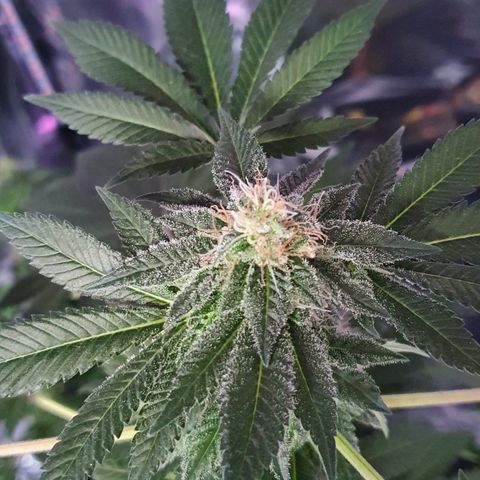 Auto White Widow growlog timeline photo