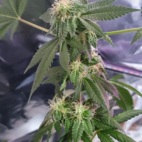Auto White Widow growlog timeline photo
