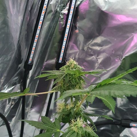 Auto White Widow growlog timeline photo