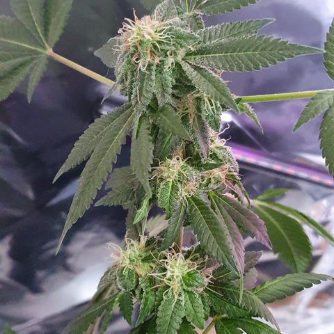 Auto White Widow growlog timeline photo