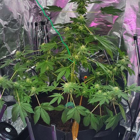 Auto White Widow growlog timeline photo