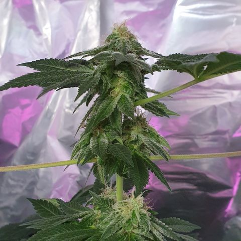 Auto White Widow growlog timeline photo