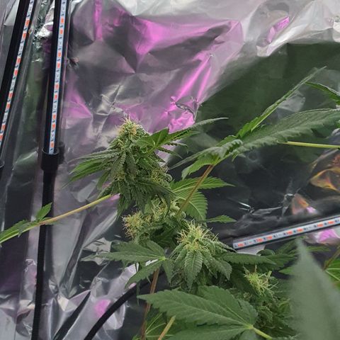 Auto White Widow growlog timeline photo