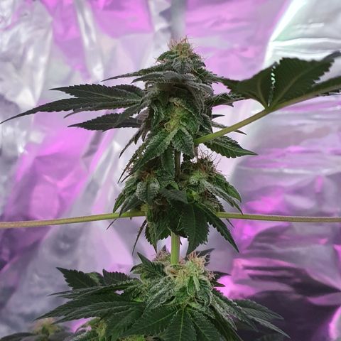 Auto White Widow growlog timeline photo