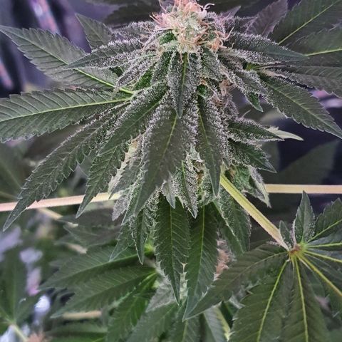 Auto White Widow growlog timeline photo