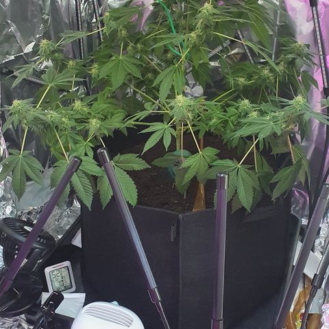 Auto White Widow growlog timeline photo