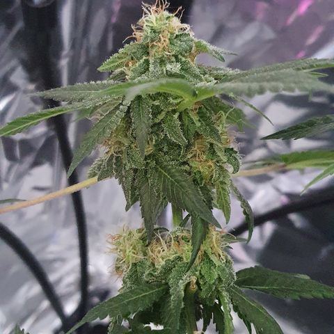Auto White Widow growlog timeline photo