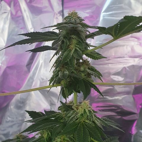 Auto White Widow growlog timeline photo