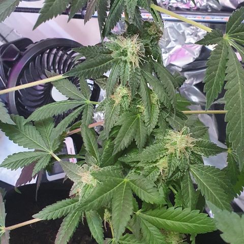 Auto White Widow growlog timeline photo