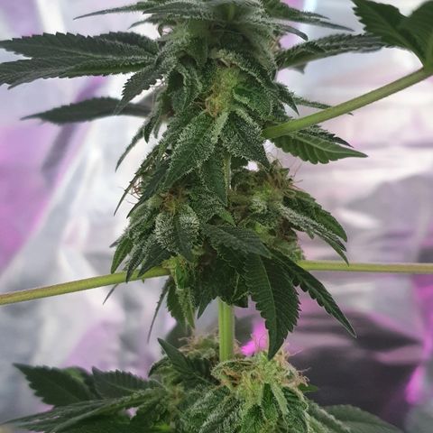 Auto White Widow growlog timeline photo