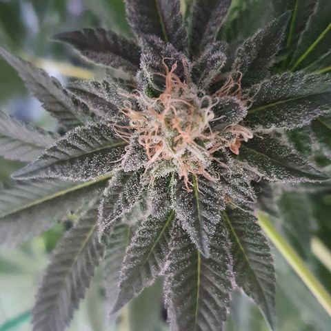 Auto White Widow growlog timeline photo