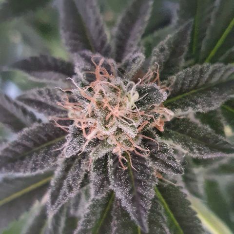 Auto White Widow growlog timeline photo