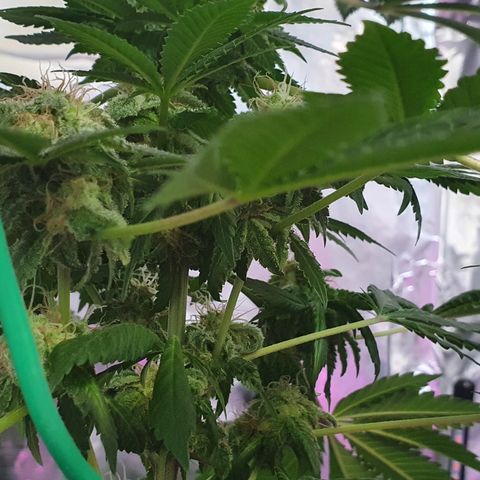Auto White Widow growlog timeline photo