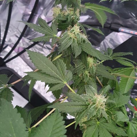 Auto White Widow growlog timeline photo