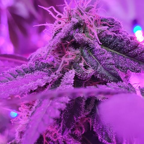 Auto White Widow growlog timeline photo