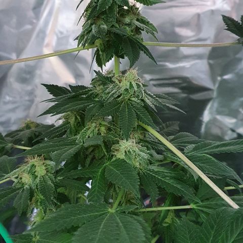 Auto White Widow growlog timeline photo