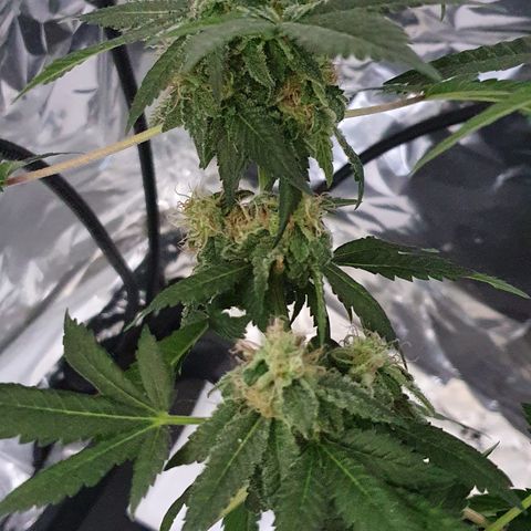Auto White Widow growlog timeline photo