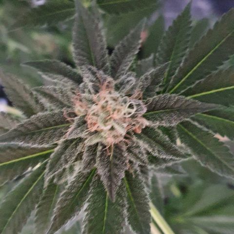 Auto White Widow growlog timeline photo