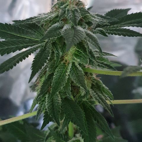 Auto White Widow growlog timeline photo