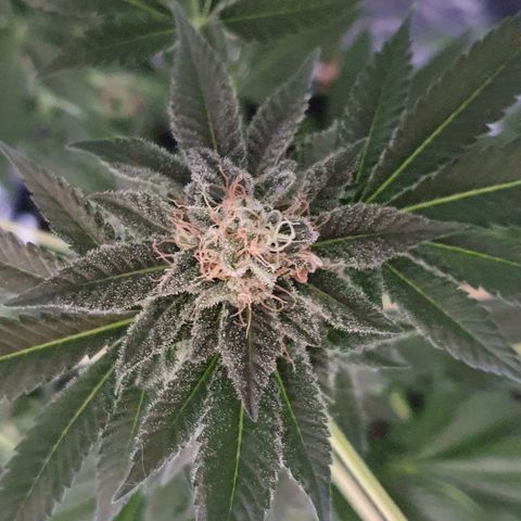 Auto White Widow growlog timeline photo