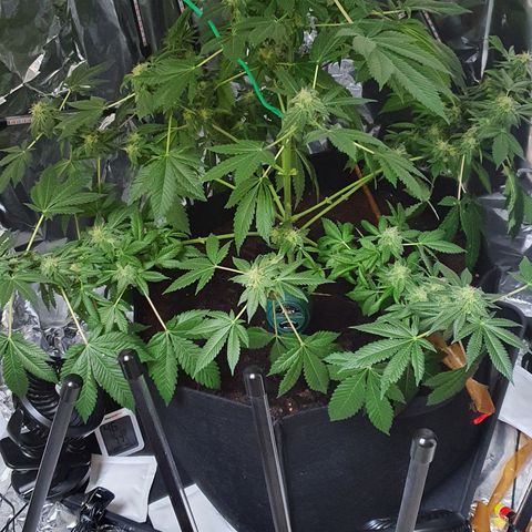 Auto White Widow growlog timeline photo