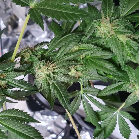 Auto White Widow growlog timeline photo
