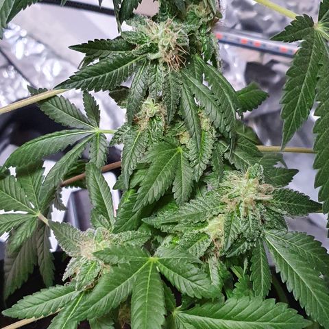 Auto White Widow growlog timeline photo