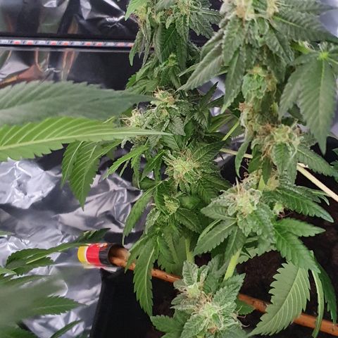 Auto White Widow growlog timeline photo