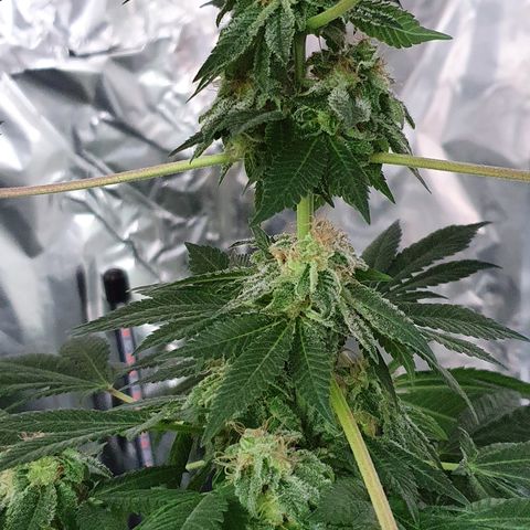 Auto White Widow growlog timeline photo