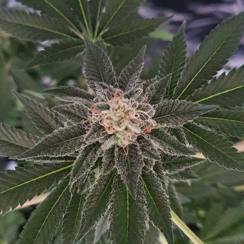 Auto White Widow growlog timeline photo