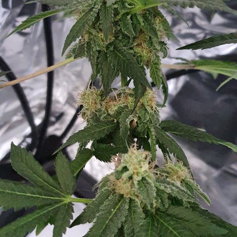 Auto White Widow growlog timeline photo