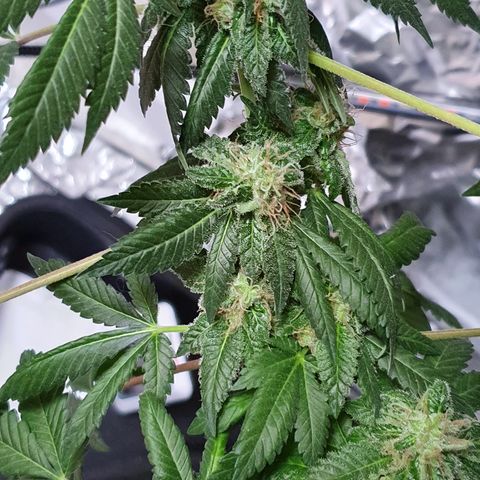 Auto White Widow growlog timeline photo