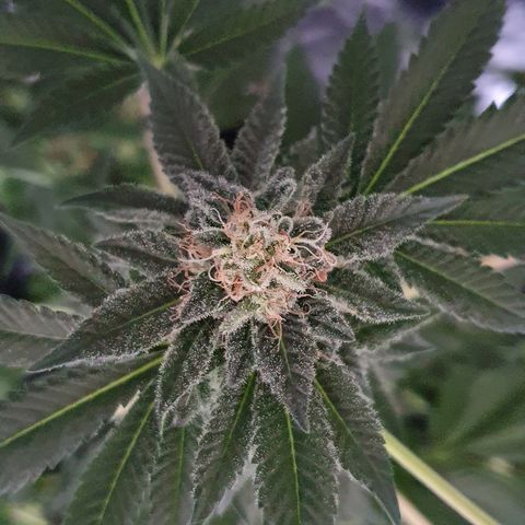 Auto White Widow growlog timeline photo
