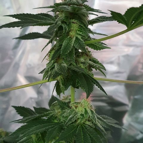 Auto White Widow growlog timeline photo