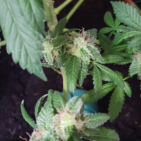 Auto White Widow growlog timeline photo