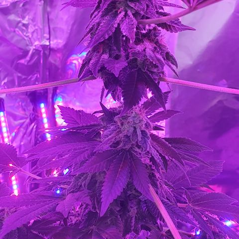 Auto White Widow growlog timeline photo