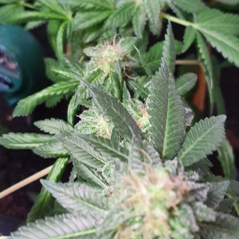 Auto White Widow growlog timeline photo