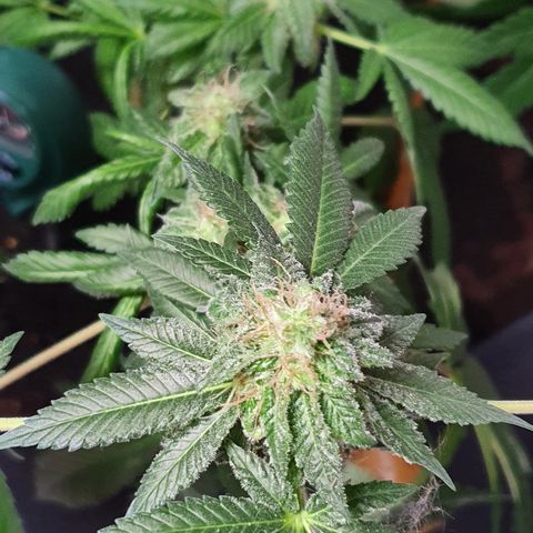 Auto White Widow growlog timeline photo